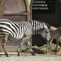 Zagrebačka obitelj zebri dobila je novog člana