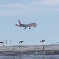 zrakoplov,  Austrian Airlines