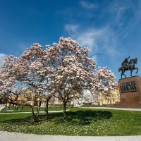 Magnolija na Trgu kralja Tomislava