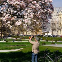 Magnolija na Trgu kralja Tomislava