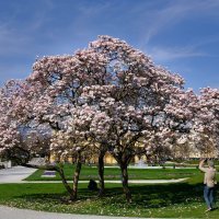 Magnolija na Trgu kralja Tomislava