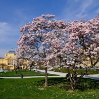 Magnolija na Trgu kralja Tomislava