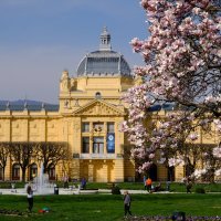 Magnolija na Trgu kralja Tomislava