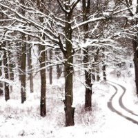 Marko Čolić - Šuma Striborova