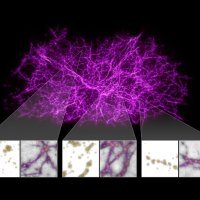 Astronomi koriste plijesan za mapiranje najvećih struktura svemira