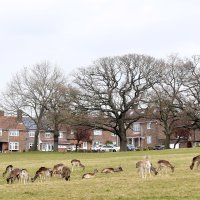 Koronavirus u Velikoj Britaniji