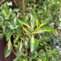 Huawei P40 Pro primjeri fotografija