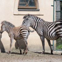 Zebre u Zoološkom vrtu grada Zagreba