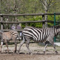 Zebre u Zoološkom vrtu grada Zagreba