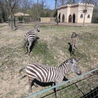 Zebre u Zoološkom vrtu grada Zagreba