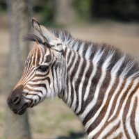 Zebre u Zoološkom vrtu grada Zagreba