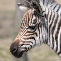 Zebre u Zoološkom vrtu grada Zagreba