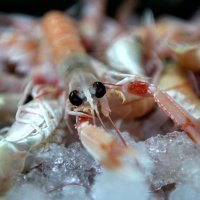 Ribarnice u Šibeniku