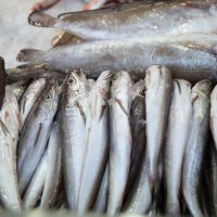 Ribarnice u Šibeniku