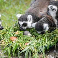 Na Uskrsni ponedjeljak ZOO vrt je svoje je stanovnike tradicionalno počastio sa pisanicama