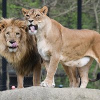 Na Uskrsni ponedjeljak ZOO vrt je svoje je stanovnike tradicionalno počastio sa pisanicama