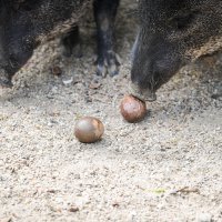 Na Uskrsni ponedjeljak ZOO vrt je svoje je stanovnike tradicionalno počastio sa pisanicama