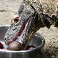 Na Uskrsni ponedjeljak ZOO vrt je svoje je stanovnike tradicionalno počastio sa pisanicama