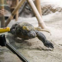 Na Uskrsni ponedjeljak ZOO vrt je svoje je stanovnike tradicionalno počastio sa pisanicama