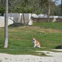 Nakon 25 dana otok Murter više nije u karanteni