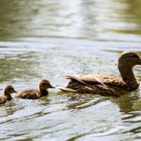 Građani iskoristili sunčanu i toplu subotu za boravak u parku Maksimir