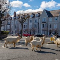 Životinje šeću po gradovima
