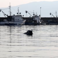 Rijeka: Dupin u luci proveo čitavo subotnje poslijepodne