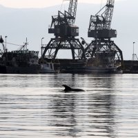 Rijeka: Dupin u luci proveo čitavo subotnje poslijepodne