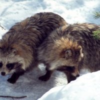 Kunopas