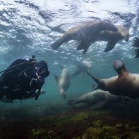 'Šaptačica morskim lavovima' Krystal Janicki