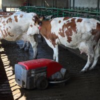 OPG Kruljac, Vladislavci