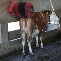 OPG Kruljac, Vladislavci