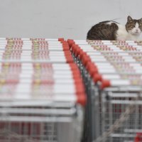 Odlukom Stožera, koja je izazvala dosta prijepora, nedjelja je neradni dan za sve trgovine