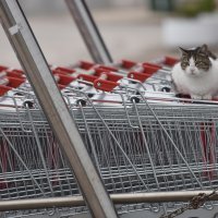 Odlukom Stožera, koja je izazvala dosta prijepora, nedjelja je neradni dan za sve trgovine