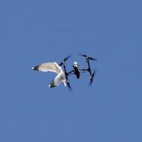 Galebovi napali dron