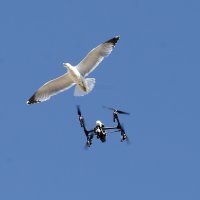 Galebovi napali dron