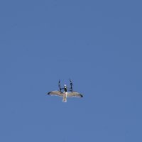 Galebovi napali dron