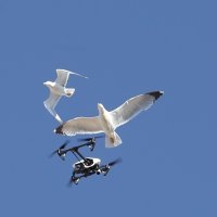 Galebovi napali dron
