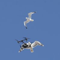 Galebovi napali dron