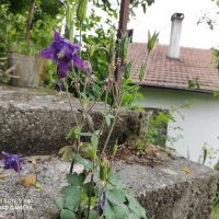 Xiaomi Redmi Note 9S Pro - primjeri fotografija