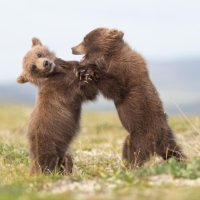 Medvjedići u Nacionalnom parku Katmai u Aljasci