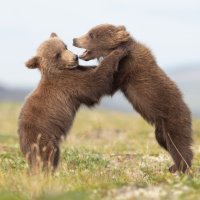 Medvjedići u Nacionalnom parku Katmai u Aljasci