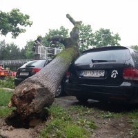 Nevrijeme srušilo stablo na automobile