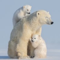 Polarni medvjedi