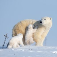 Polarni medvjedi