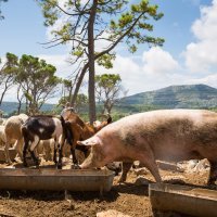 OPG Antunović, Kuna, Pelješac