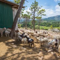 OPG Antunović, Kuna, Pelješac