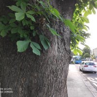 Xiaomi Mi Note 10 Lite - primjeri fotografija