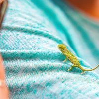 Bebe kameleoni u pulskom aquariumu