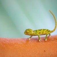 Bebe kameleoni u pulskom aquariumu